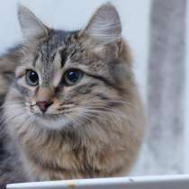 Очаровательная Каста ищет преданного друга, в Москве