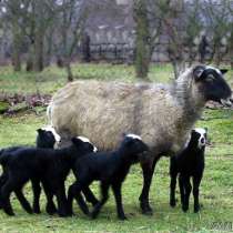 Романовские овцы, в Омске