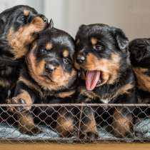 Ротвейлер Казань, в Казани