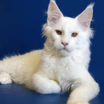 Белые котята мейн-куна из питомника, в Москве