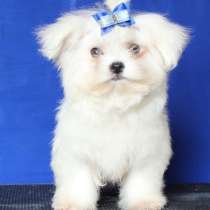 Мальтезе- мальчик мини из питомника, в Москве