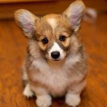 Корги Тобольск, в Тобольске