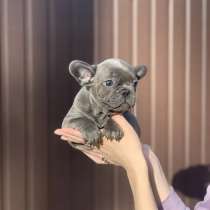 Щенки Французского Бульдога, в Красноярске