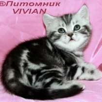 Британские котята черный мрамор на сере, в Москве