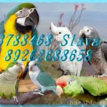 Попугаи птенцы, молодые птицы. Клетки. Москва, в Москве