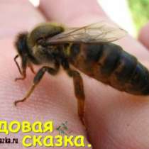 Пчелопакеты, в Омске