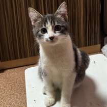 КОТЕНОК В ДОБРЫЕ РУКИ БЕСПЛАТНО, в Стерлитамаке