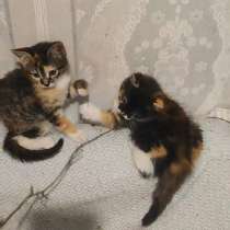 Котодевочки трехцветки в добрые руки, в г.Минск