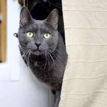 Русский голубой кот Пижон в добрые руки, в Москве