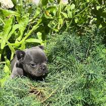 Француские бульдоги, в Усть-Кинельском