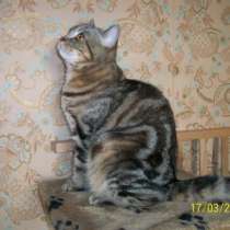 Чистокровный британский котик, в Санкт-Петербурге