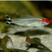 Отдам аквариумных рыбок БЕСПЛАТНО, в Кирове