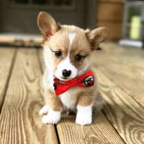 Корги Тула, в Туле