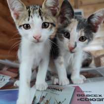 Брат и сестра котята 1.5 мес, в Саках