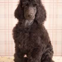 Щенки королевского (большого) пуделя, в Москве