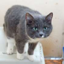 Кошечка Пайпер ищет дом, в Москве