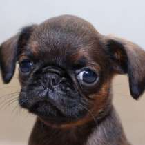 Мальчик пти брабансон, в Санкт-Петербурге