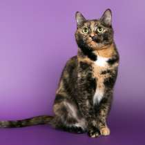 Сладкой Черри нужен дом, в Москве