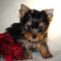 Йоркширский терьер Нижний Новгород, в Нижнем Новгороде