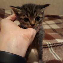 Котята в добрые руки, в Челябинске