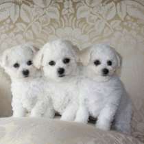 Бишон фризе Ульяновске, в Ульяновске