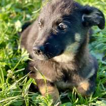 Малышка Ириска ищет дом!, в Москве