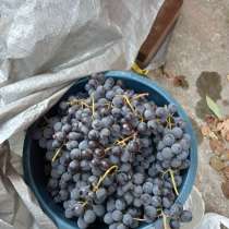 Продажа винограда, в г.Мариуполь