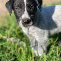 Щенки-охотники в надежные руки, в Москве