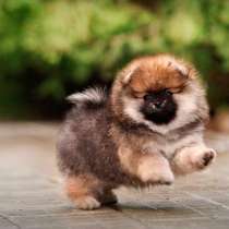 Шпиц Абакане, в Абакане