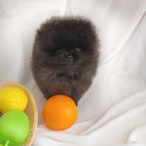 Померанский шпиц, в г.Париж