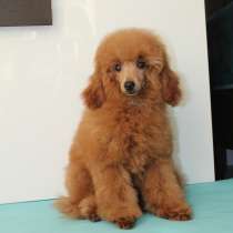 Той-пудель, девочка, в Москве