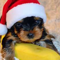 Продается щенок Йорка, в Санкт-Петербурге