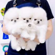 Померанского шпица, в Москве