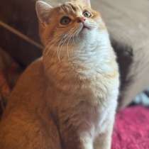 Шотландские котята, в Москве