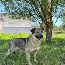 Небольшая собака Берли в приюте, в Москве