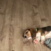 Продам щенка, в Красноярске