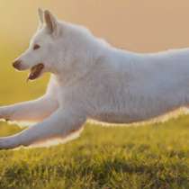 Выгул собак в Вешняках, в Москве