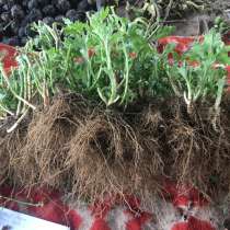 Корни хризантемы, в Абинске