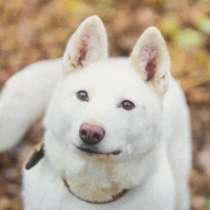 Лета ищет дом и любимую семью, в г.Москва