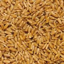 Продаем качественное зерно: пшеница, ячмень, овес, в Челябинске