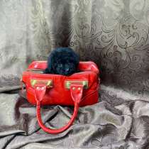 Мальтипу F1 мини, в Москве