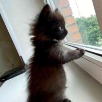 Шоколадная котёнка Чича ищет дом, в Москве