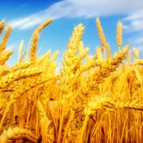 Закупаю пшеницу фуражную, в Орле
