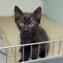 Юный исследователь Цефей в поисках уютного дома, в Москве