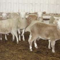Племенные овцы породы Катумская (Скот из Европы), в Красноярске
