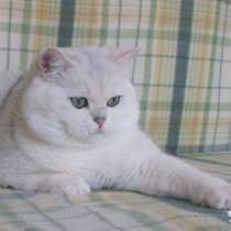 Британский кот на вязку, для вислоушек и прямоушек!, в г.Луганск