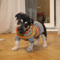 Щенок коротколапик Умка ищет семью!, в Москве