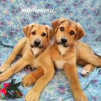 Щенки в добрые руки – 2 мальчика и девочка!, в Москве