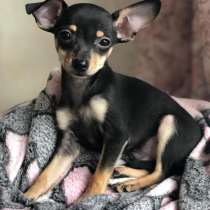 Той терьер Абакан, в Абакане