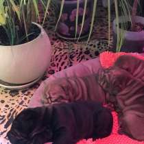 Собаки питомцы, в Тюмени